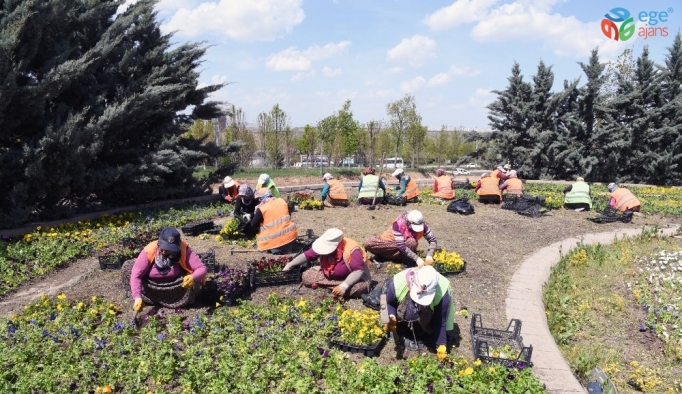 Ankara Büyükşehir Belediyesi, mevsimlik budama çalışmalarına hız verdi