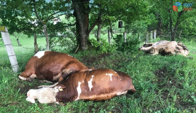 Besi çiftliğine yıldırım düştü: 4 hayvan telef oldu