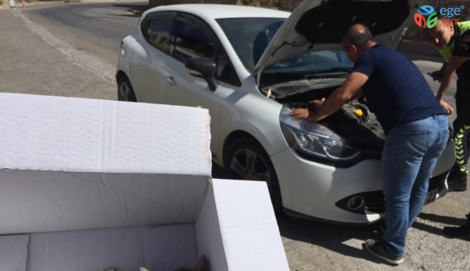 Bodrum’da durdurulan aracın kaputunu açan polisler şok oldu