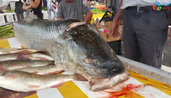 Fırat Nehri’nde oltaya 83 kiloluk dev Turna balığı takıldı