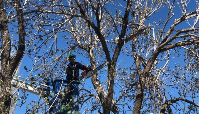 Kars’ta belediye ağaçları buduyor