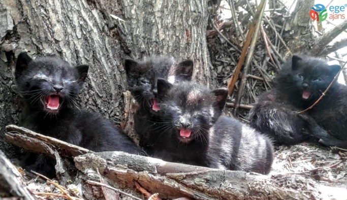 Yavru kediler söğüt ağacında mahsur kaldı