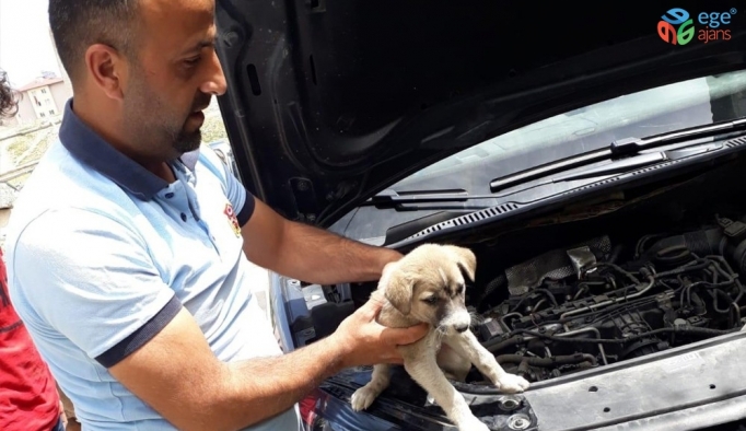 Arabanın motor bölümüne sıkışan yavru köpek kurtarıldı