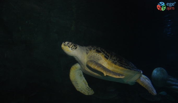Dünya Deniz Kaplumbağaları Günü’nde anlamlı çağrı