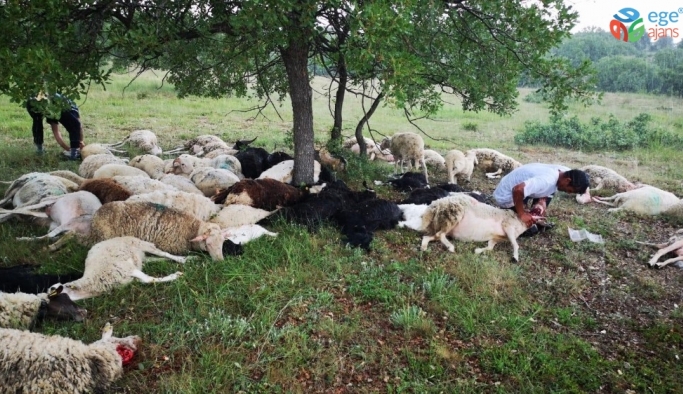 Eskişehir’de 55 koyun yıldırım sebebiyle telef oldu