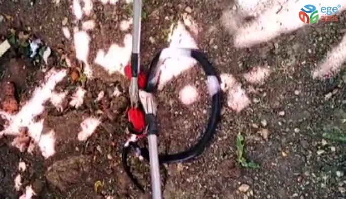 Evin bahçesindeki yılan yakalanarak doğaya bırakıldı