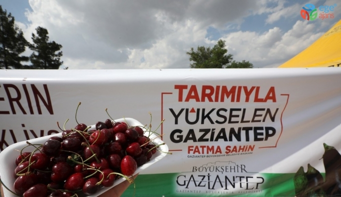 Gaziantep’te 2’nci kiraz hasat şenliği düzenlendi