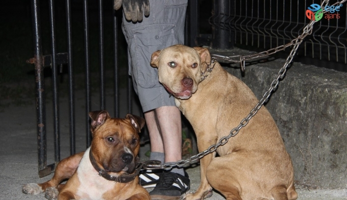 İki pitbull cinsi köpeği park girişine bağlayıp kaçtılar