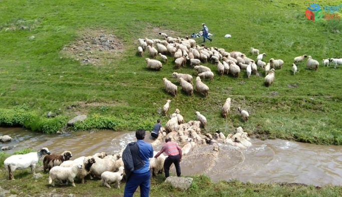 Koyun yıkama geleneği yüzyıllardır yaşatılıyor