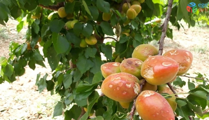 Mersin’de dolu yağışı meyve ve sebze bahçelerine zarar verdi
