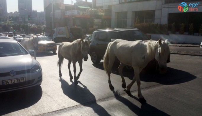(Özel) Trafikte başıboş atlar sürücüleri şaşkına çevirdi