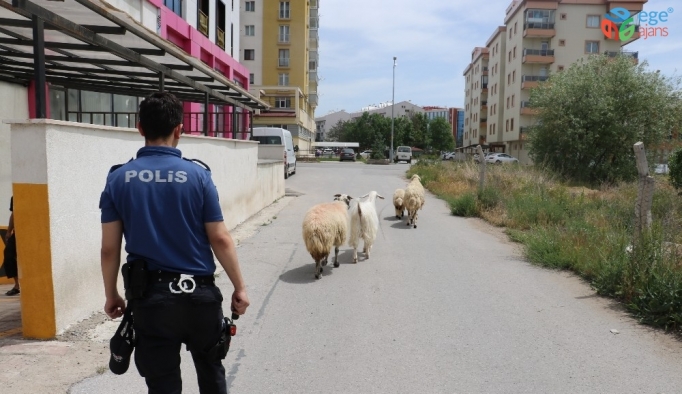 Polis sahipsiz koyunların başında nöbet tuttu