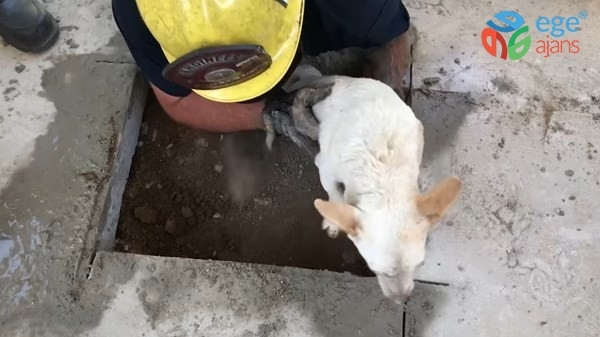 ABD’de betonun altında sıkışan köpek kurtarıldı