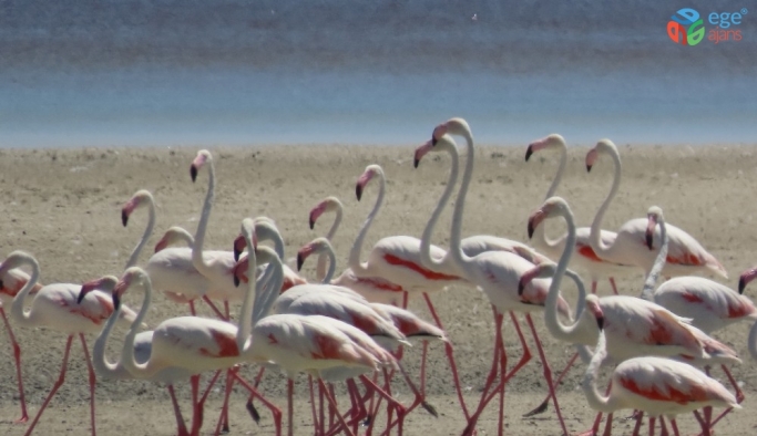 Seyfe Gölü’nde kuş çeşitliliği yaşanıyor