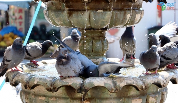 Sıcaktan bunalan güvercinler süs havuzunda serinliyor