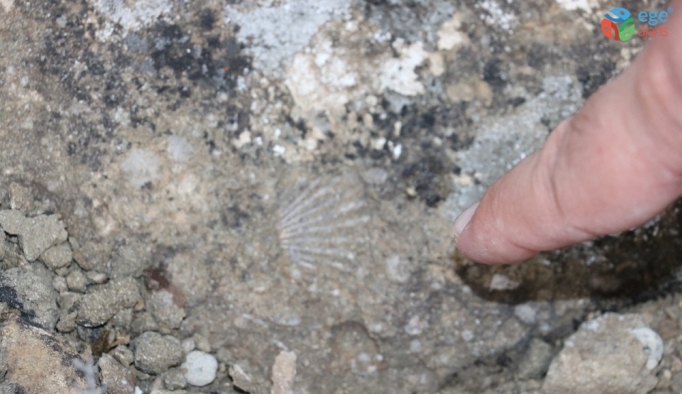 Sivas’ta Dünya tarihine ışık tutacak fosiller bulundu
