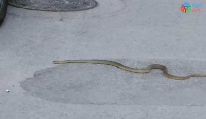 Sokaktaki 2 metrelik yılan görenleri korkuttu
