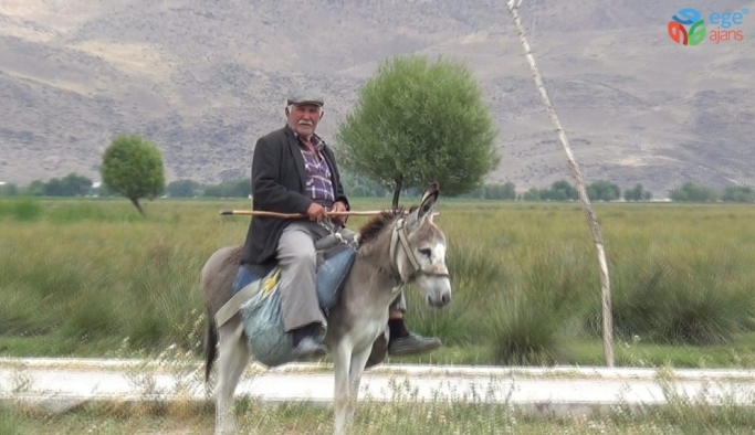 Sultan Sazlığı bölgesinde 78 yaşında olmasına rağmen çobanlık yapıyor