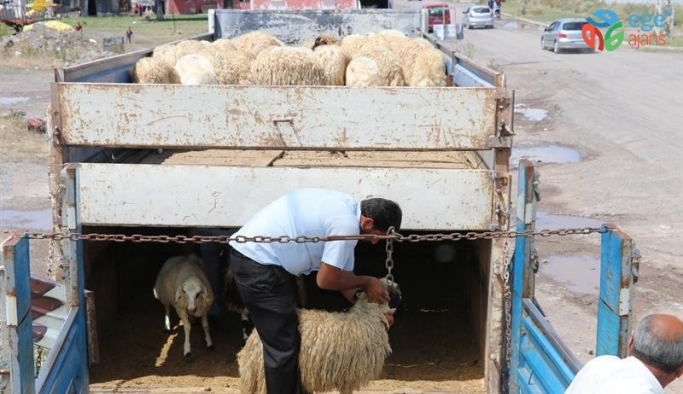 Kars’ta, genç çiftçi hayvan dağıtımları devam ediyor