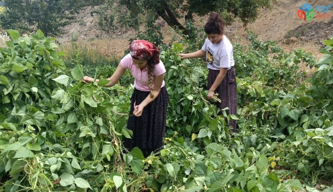 İslahiye’nin bin 600 rakımlı Huzurlu Yaylası’nda son ürünler hasat ediliyor