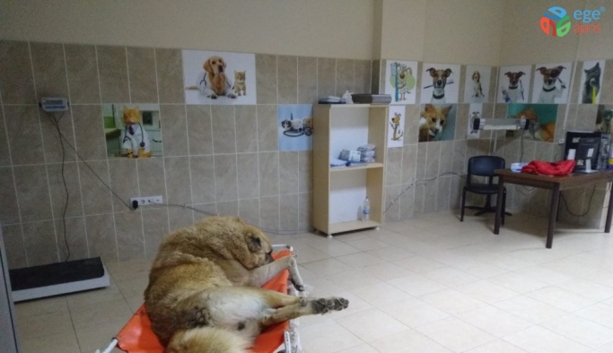 Erciş Belediyesi yaralı köpek için seferber oldu