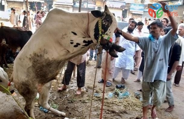 Hindistan’da ineğin dışkısından sabun, idrarından kozmetik ürün yapılacak