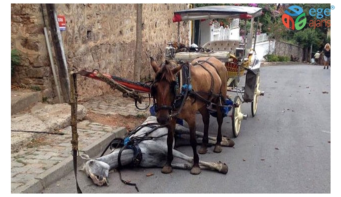 Büyükada'da 'at vebası' sonrası adaya hayvan giriş çıkışı yasaklandı