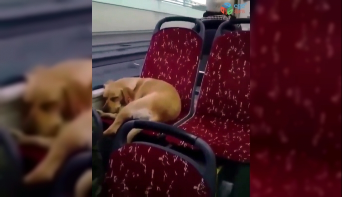 İstanbul’da otobüs şoföründen insanlık örneği