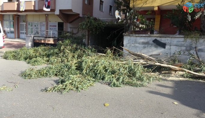 Kartal’da ağaç devrildi, bir araç zarar gördü