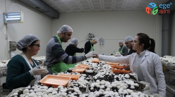Engelli öğrenciler mantar üretimine başladı, hedef yılda 1,5 ton