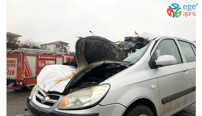 İstanbul'da korkunç kaza! Başıboş at, aracın ön camından içeri girdi