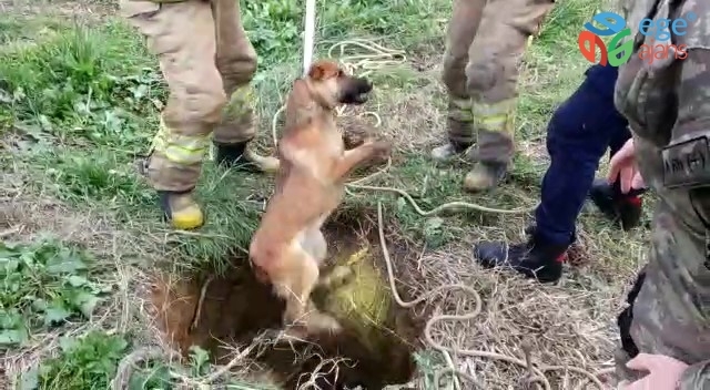 Kuyuya düşen köpeği kurtarma operasyonu kamerada