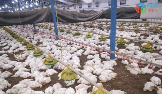 Sakarya’da havalandırma fanları arızalanan çiftlikte 27 bin 500 tavuk telef oldu