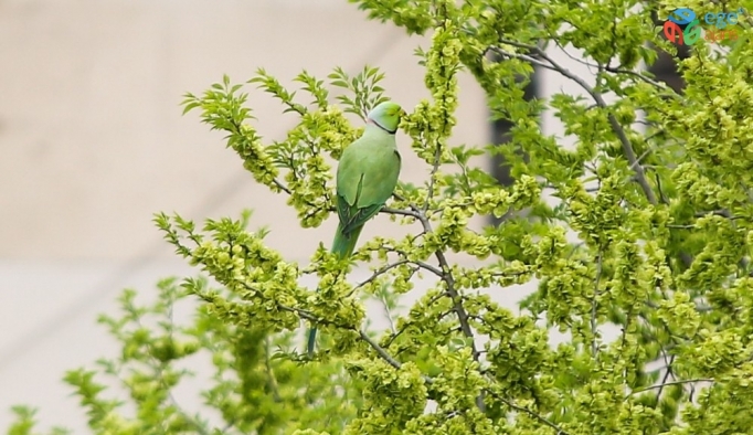 Başkent sokakları yeşil papağanlara kaldı
