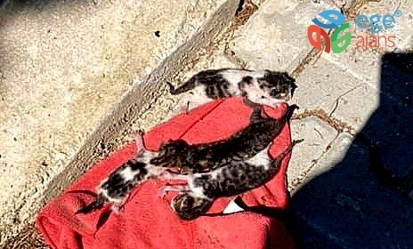 İzmir’de vicdansızlık: Çöpe atılan kedi yavruları kurtarıldı