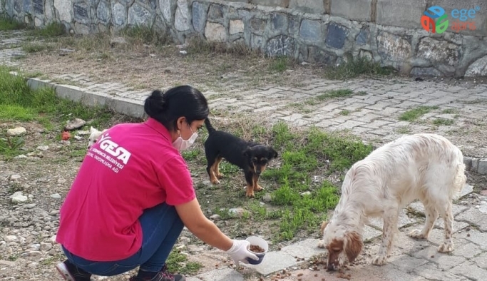 Sokak hayvanlarına günlük mama servisi yapılıyor