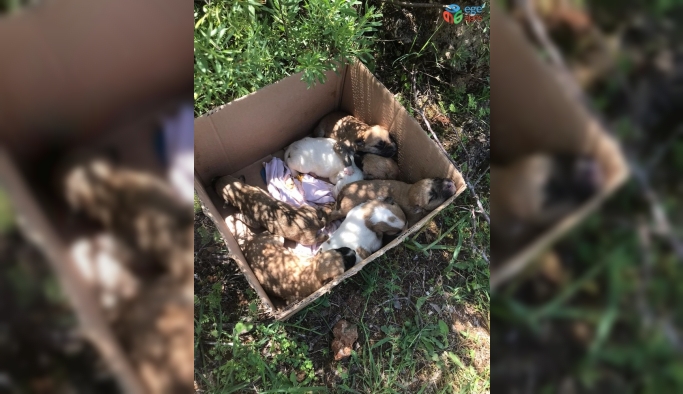 Antalya’da 7 yavrusu bulunan köpek tüfekle vurularak öldürüldü