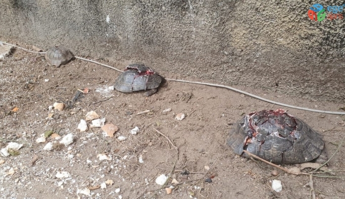 Antalya’da kaplumbağa katliamı