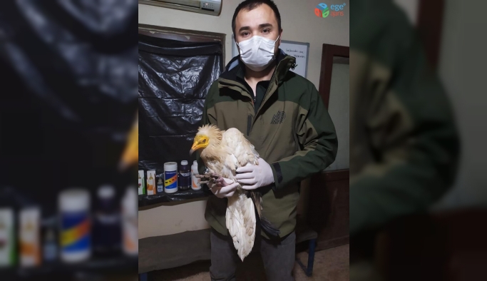 Eskişehir’de uydu vericisi takılı küçük akbaba bulundu
