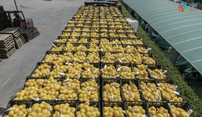 Mersin’den İstanbul ve Ankara’ya son limon sevkiyatı da yapıldı