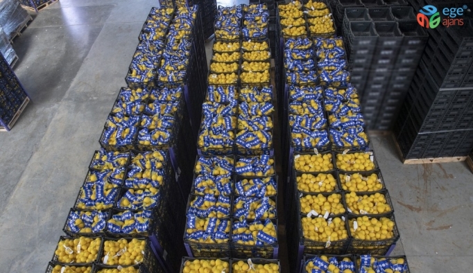 Mersin’den İstanbul’a 20 ton limon daha gönderildi