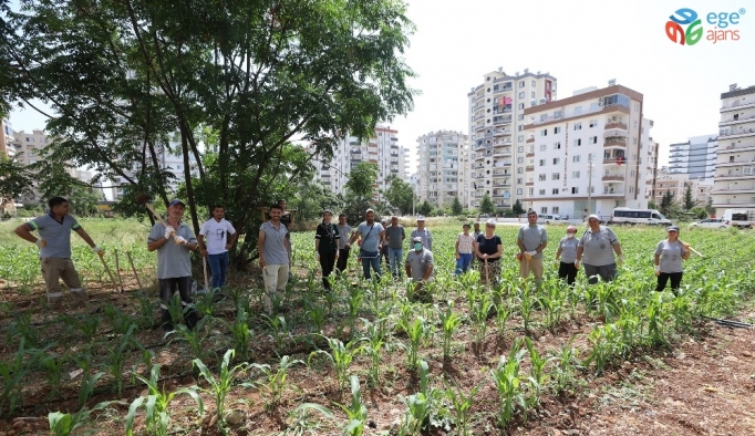 Mezitli’de ’Kent içi tarım projesi’ başarıyla sürüyor