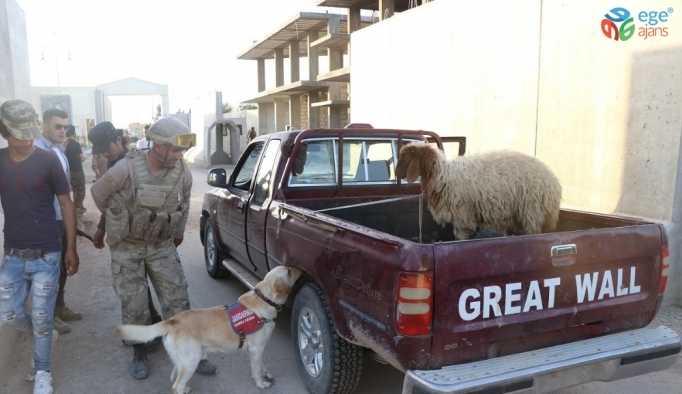 Telabyad ve Resulayn’da drone ve bomba arama köpeği devri