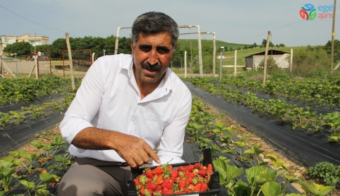 Terör bitti, Diyarbakır’da çiftçiler tarlaya indi