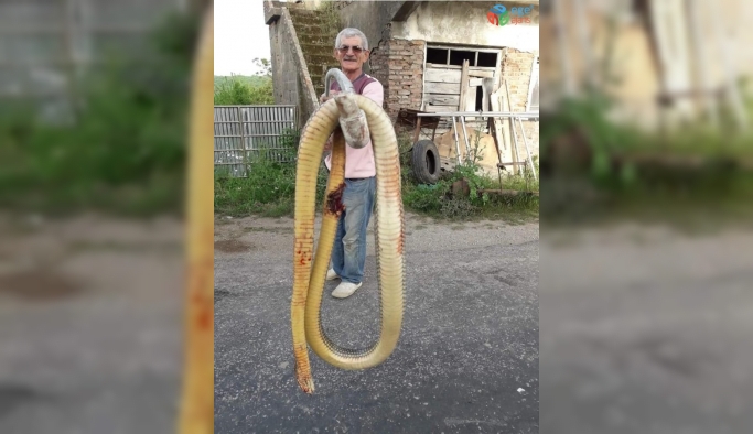 Torunlarına saldıran dev yılanı tüfekle öldürdü