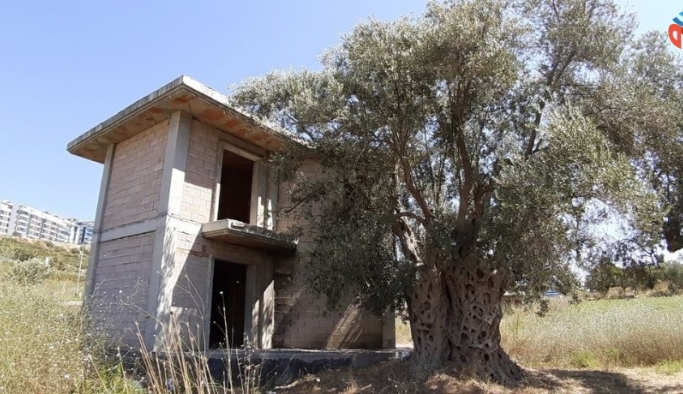 Kuşadası’nda 1500 yıllık zeytin ağacının dibine villa yaptılar