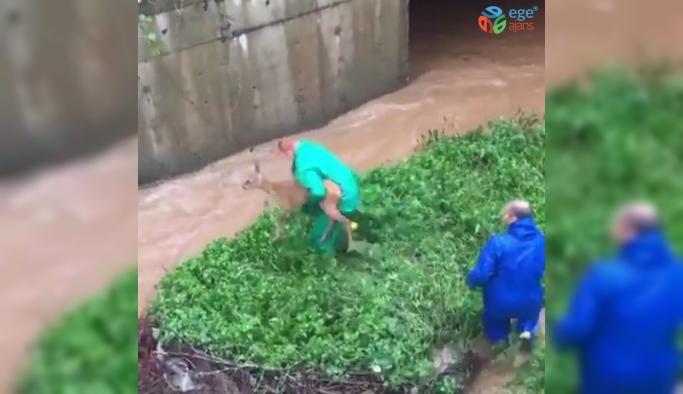 Şiddetli yağışta yolunu kaybedip su kanalına düşen karaca belediye ekipleri tarafından kurtarıldı