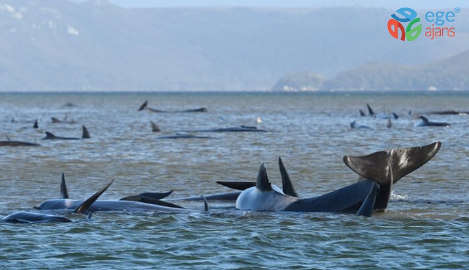 Tazmanya adası açıklarında 90 ölü kılavuz balina bulundu