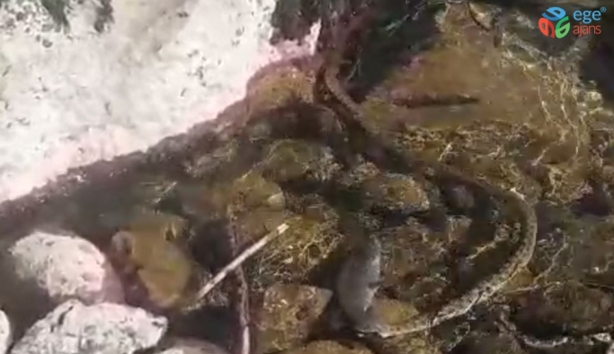 Tunceli’de balık avlayan yılan görüntülendi