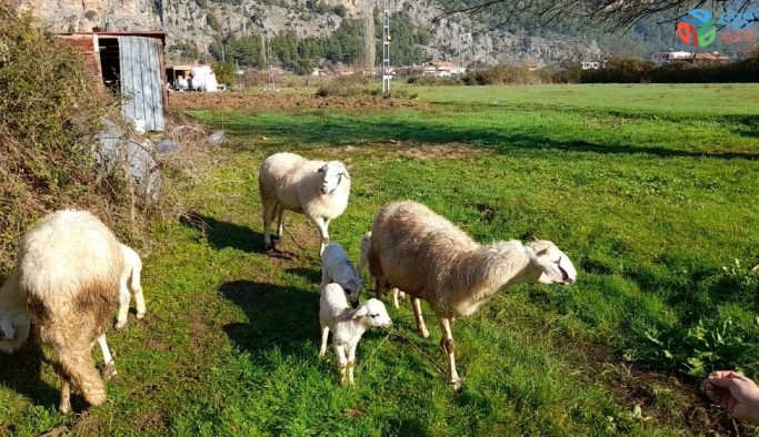 Marmaris’te çobanlara kurt ve domuz korkusu sardı